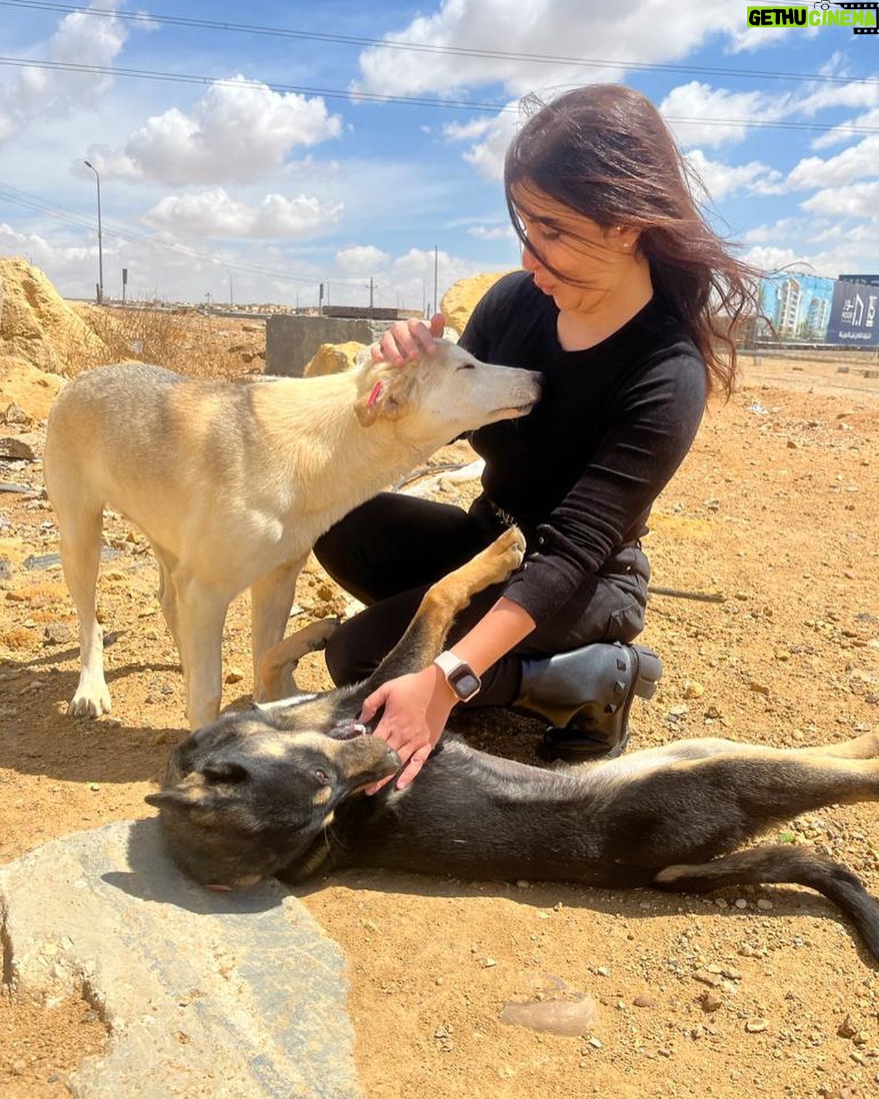 Alyaa Assaf Instagram - احب اعرفكم علي شكولاتة وبطاطا 🤍 الذ كلبين شوفتهم في حياتي واليوم اللي مش بروح عشان احطلهم اكل بحس ان اليوم فيه حاجة ناقصة وبيوحشوني 🤷🏼♀️🥹وشكولاتة هانم اللي نايمة في حضني دي زمان ماكنتش بتقربلي وكانت بتخاف مني وتستخبي اول ماروح دلوقتي بقيت قمة المياصة😂 بطاطا بقي بيغير من اخته وبقي بيعض ايدي لما العب معاها 😁