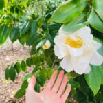 Alyssa Diaz Instagram – A flower’s appeal is in its contradictions — so delicate in form yet strong in fragrance, so small in size yet big in beauty, so short in life yet long on effect.”– Terri Guillemets