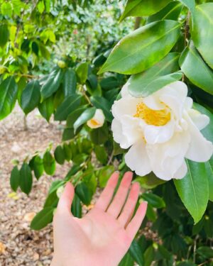 Alyssa Diaz Instagram - A flower’s appeal is in its contradictions — so delicate in form yet strong in fragrance, so small in size yet big in beauty, so short in life yet long on effect.”– Terri Guillemets