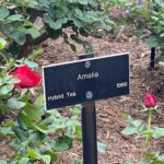 Amalia Yoo