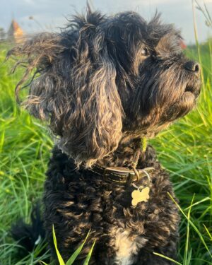 Amanda Lamb Instagram - Funny isn’t it how you can live in an area for decades and never actually notice or see parts of it. Changed that last night and went and sat with the Badge and Lottie in the meadow at the top of Richmond Hill. It was absolute heaven. We sat and watched the sun go down, drank rose and J20’s  from the @the_roebuck_richmond and staggered back very happy… sometimes it’s the small things isn’t it….