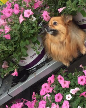 Amanda León Instagram - My furchild. Love of my life. My everything. @diva_foxxy #nationalpuppyday 🐾 

For those of you saying she’s not my child see the last photo 🤓
