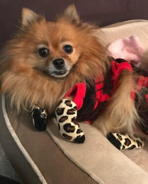 Amanda León Instagram - My furchild. Love of my life. My everything. @diva_foxxy #nationalpuppyday 🐾 

For those of you saying she’s not my child see the last photo 🤓