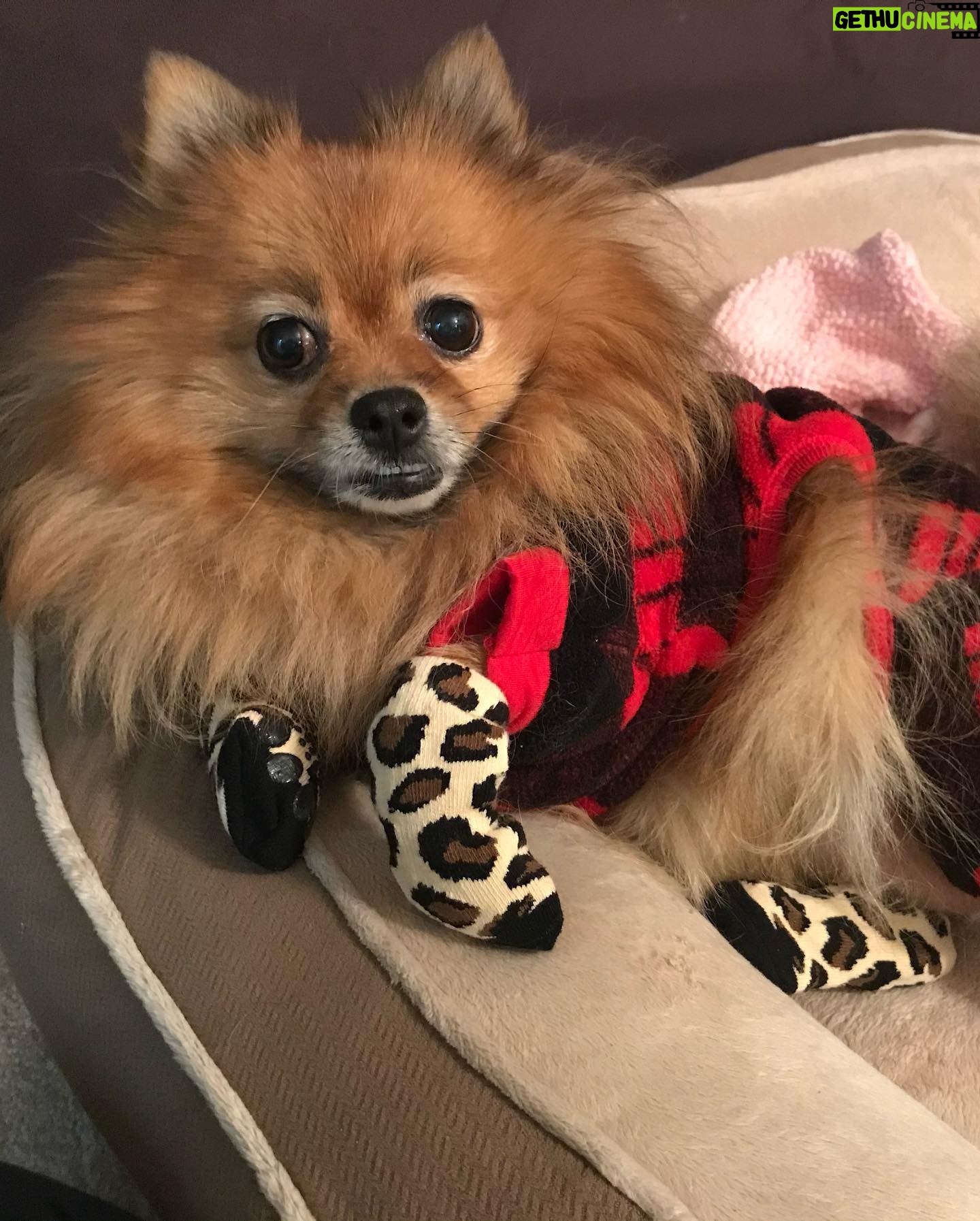 Amanda León - 1.9K Likes - My furchild. Love of my life. My everything. @diva_foxxy #nationalpuppyday 🐾
For those of you saying she’s not my child see the last photo 🤓