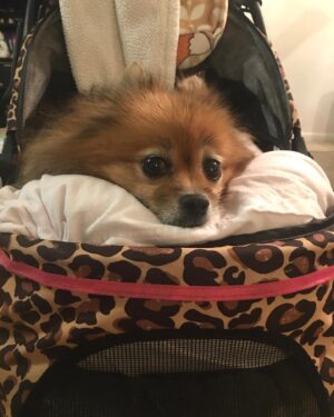 Amanda León Instagram - My furchild. Love of my life. My everything. @diva_foxxy #nationalpuppyday 🐾 

For those of you saying she’s not my child see the last photo 🤓