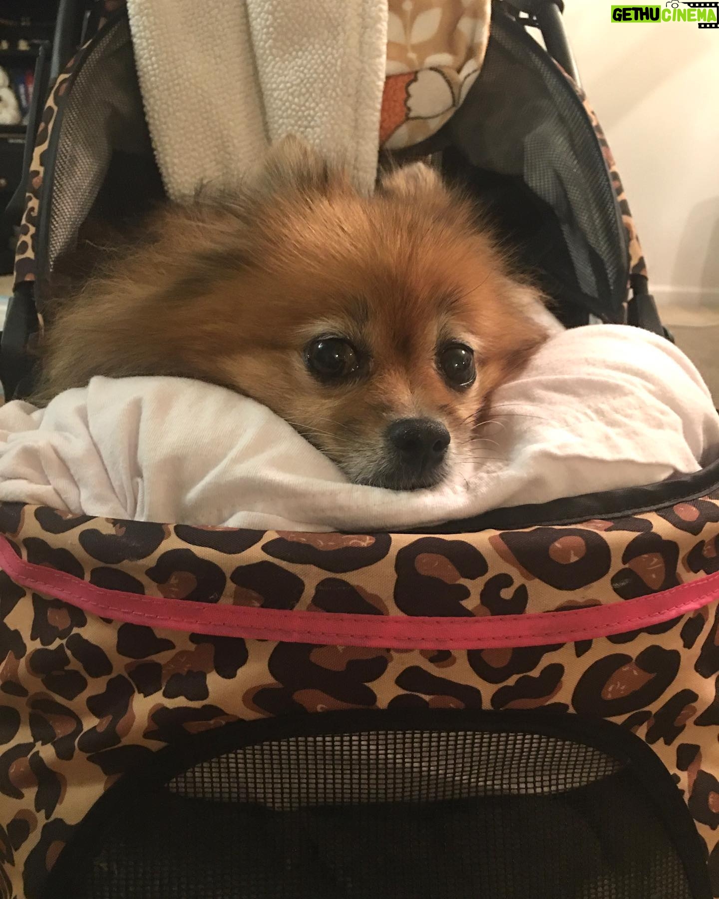 Amanda León - 1.9K Likes - My furchild. Love of my life. My everything. @diva_foxxy #nationalpuppyday 🐾
For those of you saying she’s not my child see the last photo 🤓