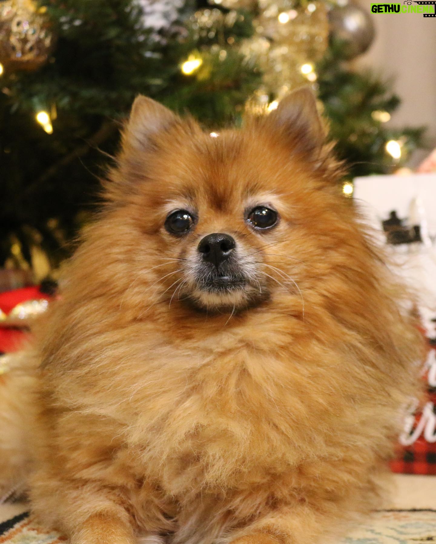 Amanda León - 1.9K Likes - My furchild. Love of my life. My everything. @diva_foxxy #nationalpuppyday 🐾
For those of you saying she’s not my child see the last photo 🤓