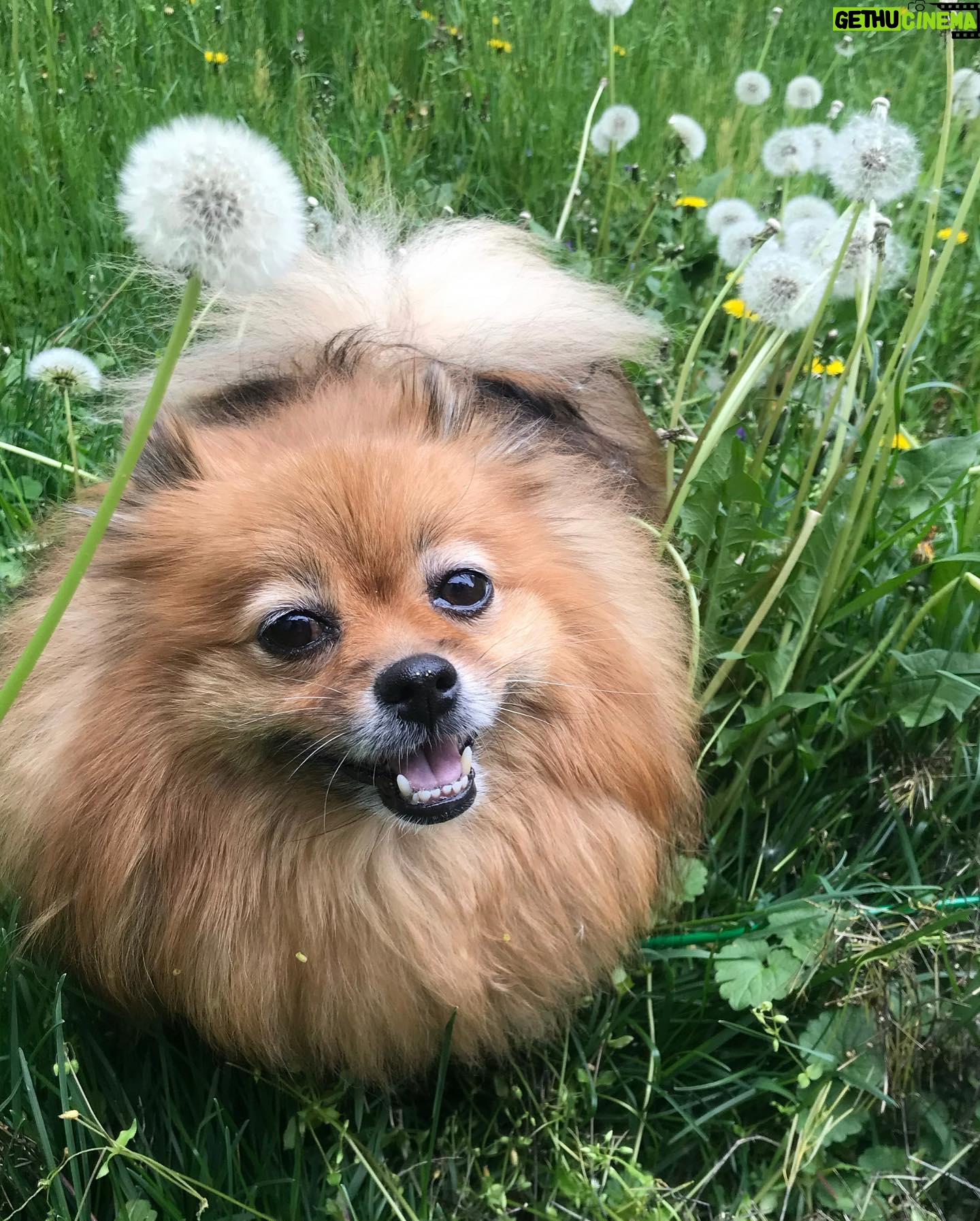 Amanda León - 1.9K Likes - My furchild. Love of my life. My everything. @diva_foxxy #nationalpuppyday 🐾
For those of you saying she’s not my child see the last photo 🤓