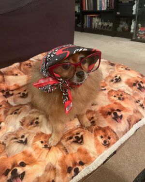 Amanda León Instagram - My furchild. Love of my life. My everything. @diva_foxxy #nationalpuppyday 🐾 

For those of you saying she’s not my child see the last photo 🤓