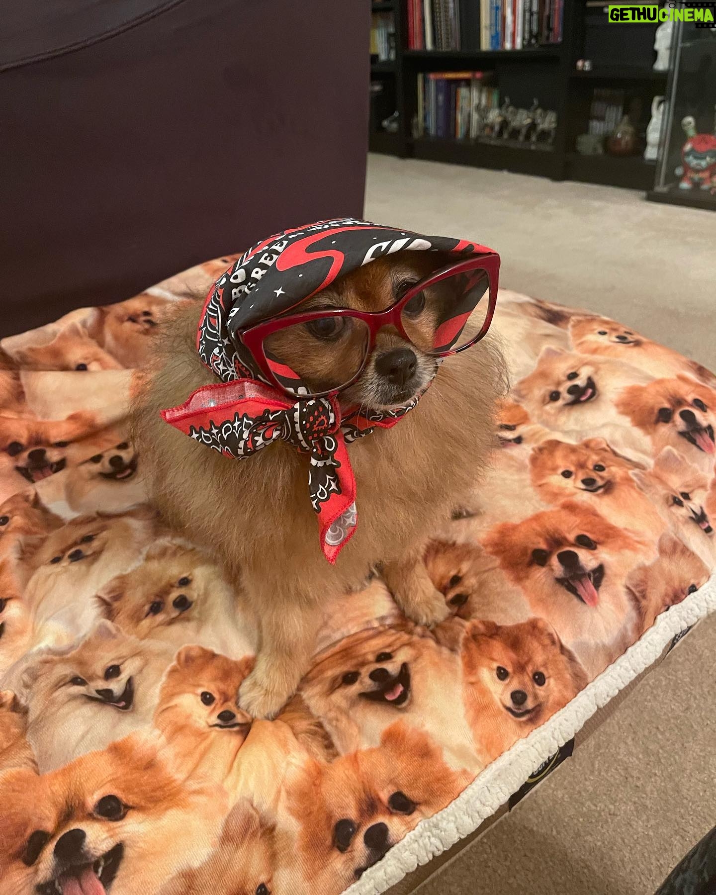 Amanda León - 1.9K Likes - My furchild. Love of my life. My everything. @diva_foxxy #nationalpuppyday 🐾
For those of you saying she’s not my child see the last photo 🤓