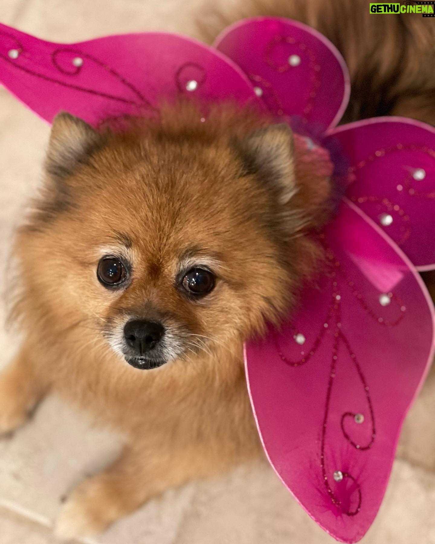 Amanda León - 1.9K Likes - My furchild. Love of my life. My everything. @diva_foxxy #nationalpuppyday 🐾
For those of you saying she’s not my child see the last photo 🤓