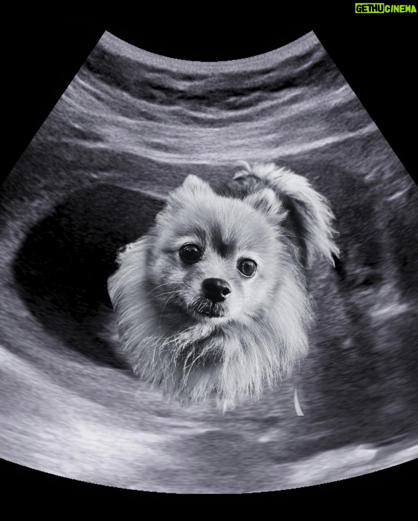 Amanda León - 1.9K Likes - My furchild. Love of my life. My everything. @diva_foxxy #nationalpuppyday 🐾
For those of you saying she’s not my child see the last photo 🤓
