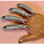 Amanda Keller Instagram – Fish fingers  for dinner?