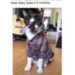 Amanda Keller Instagram – Good to know. If I had a cat.