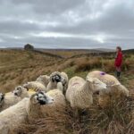 Amanda Owen Instagram - Out on the rounds & apprehending a yow with an issue. Fortunately a small prolapse is easy enough to sort out and my team like being hands-on. 🙌 🐑 Waiting for the wee that she absolutely couldn’t do until things were put back from whence they came. 🐑 That must feel a lot better. #yorkshire #shepherdesses #outdoors