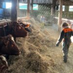 Amanda Owen Instagram - The fodder gang. 👭👬🐮🐮🐮🐮🐮 Foddergang ~ The passage linking byre to hay mew along which the hay was carried & the cows then foddered. Old Norse ‘fóthr’ feed & ‘gangr’ to go. #yorkshire #swaledale #fodder #hay #cows