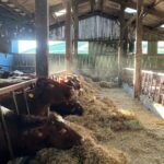 Amanda Owen Instagram - The fodder gang. 👭👬🐮🐮🐮🐮🐮 Foddergang ~ The passage linking byre to hay mew along which the hay was carried & the cows then foddered. Old Norse ‘fóthr’ feed & ‘gangr’ to go. #yorkshire #swaledale #fodder #hay #cows