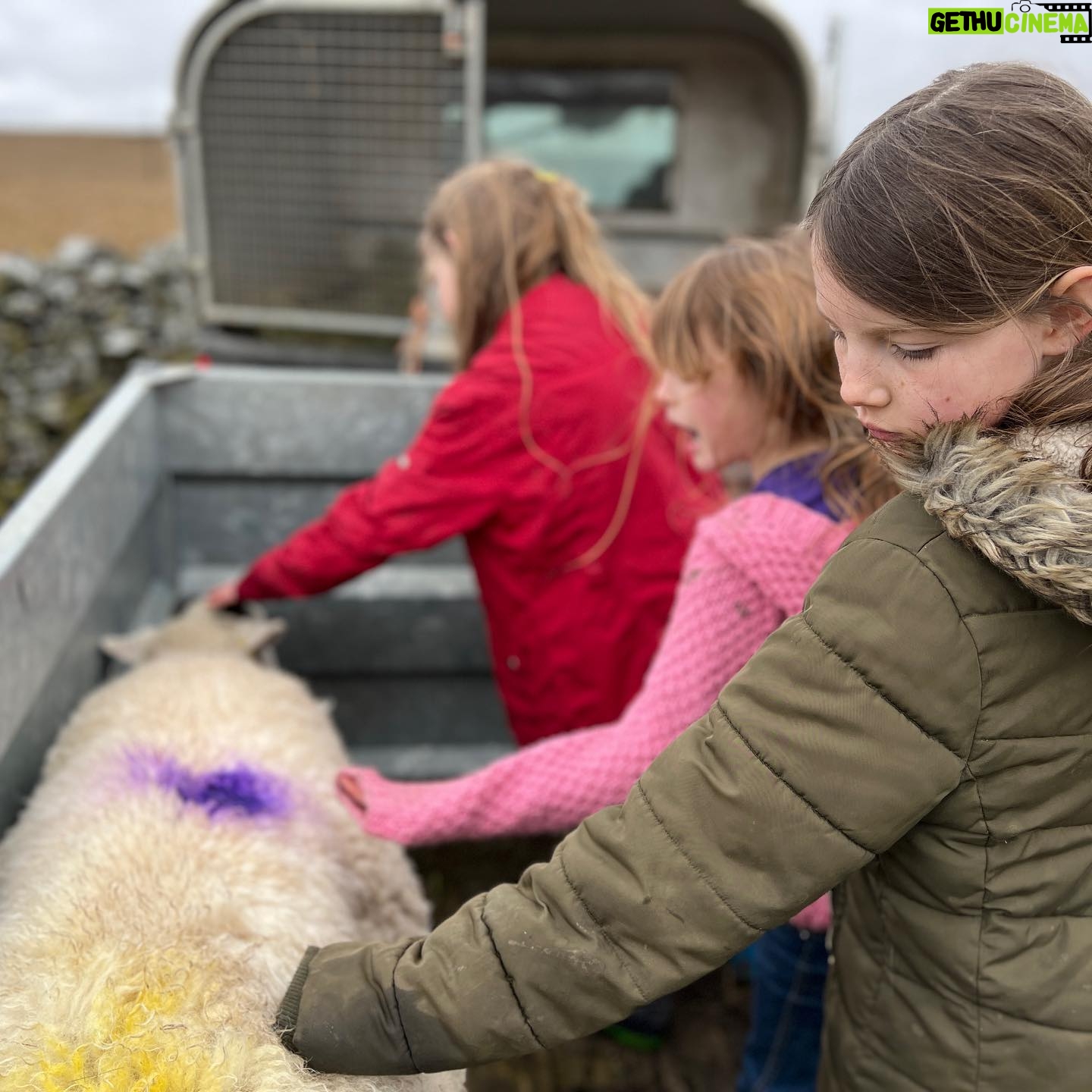 Amanda Owen Instagram - Out on the rounds & apprehending a yow with an issue. Fortunately a small prolapse is easy enough to sort out and my team like being hands-on. 🙌 🐑 Waiting for the wee that she absolutely couldn’t do until things were put back from whence they came. 🐑 That must feel a lot better. #yorkshire #shepherdesses #outdoors