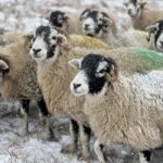 Amanda Owen Instagram - Winter woollies. 🐑🐑🐑🧣👬👭❄️ 🐶 #snow #winter #icy #woolly #yorkshire #sheep #farm
