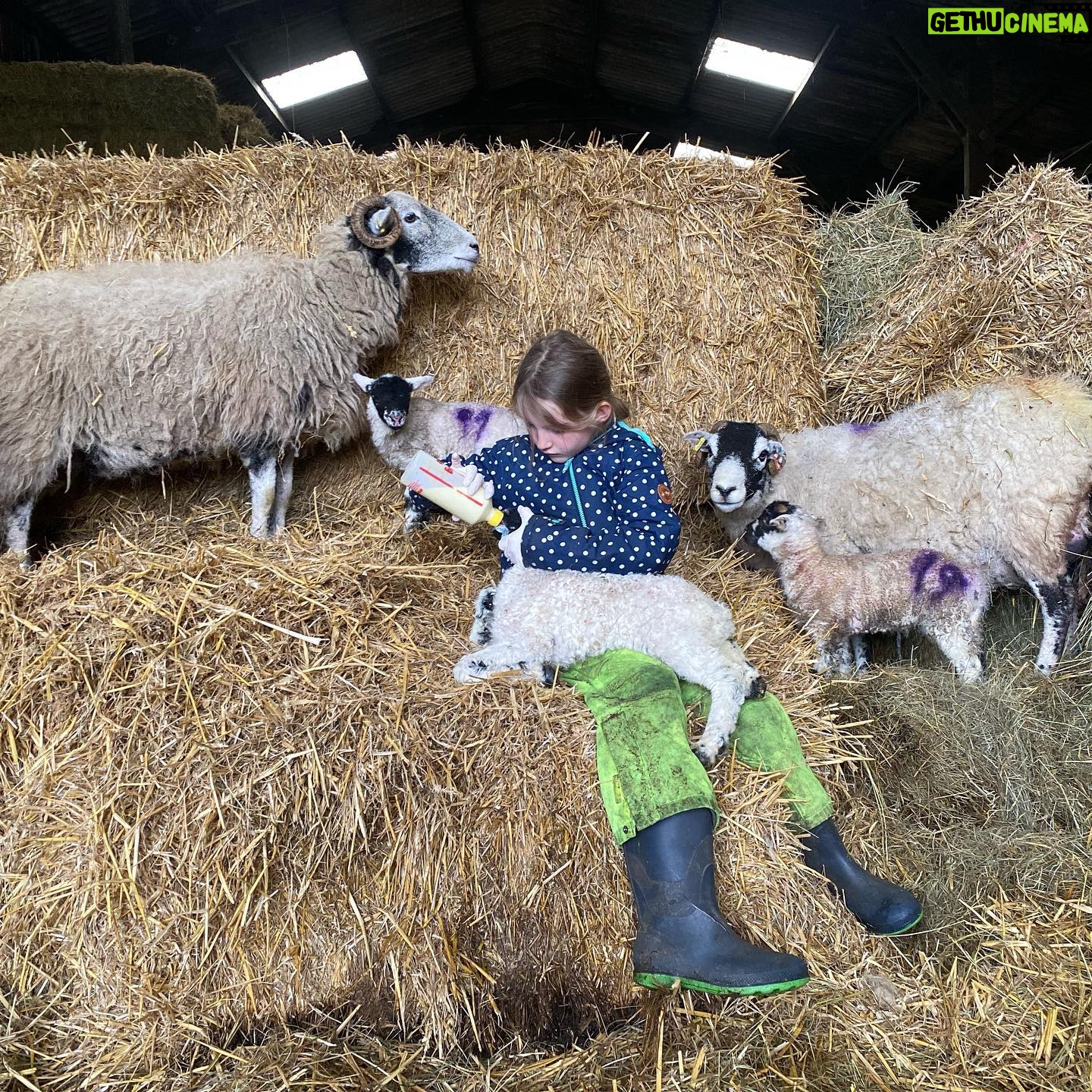 Amanda Owen Instagram - 👭👫Many hands.👭👫 #yorkshire #shepherdess #lambingtime
