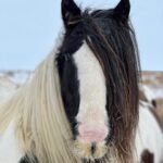 Amanda Owen Instagram - Full manes, tails, feather & whiskers. 🐴🐴 #yorkshire #snow #weather #horses
