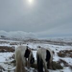 Amanda Owen Instagram - Full manes, tails, feather & whiskers. 🐴🐴 #yorkshire #snow #weather #horses