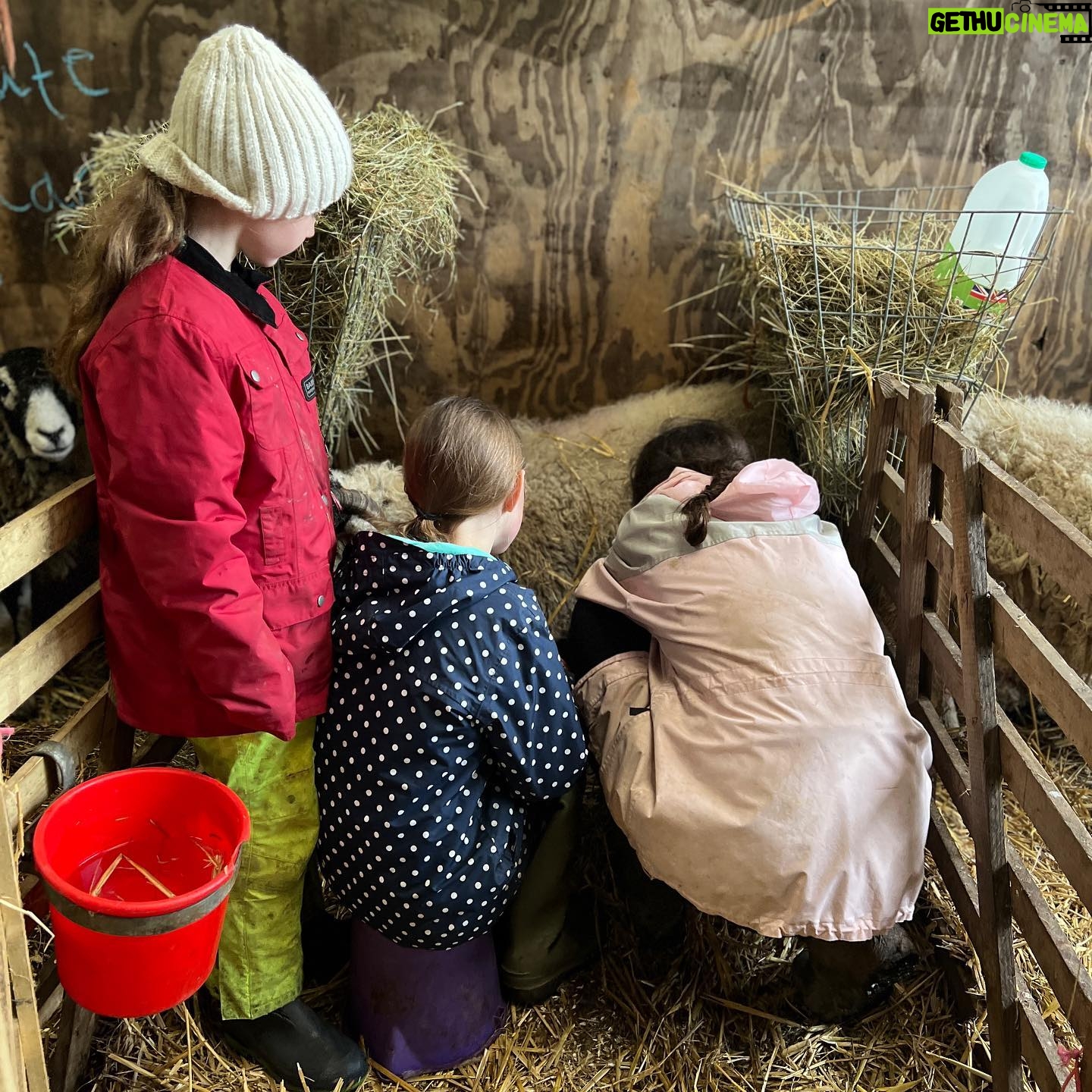 Amanda Owen Instagram - 👭👫Many hands.👭👫 #yorkshire #shepherdess #lambingtime