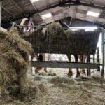 Amanda Owen Instagram - Haytime playtime. 🐴 🌾 #hay #horses #heavyhorses #feedingtime #yorkshire #shepherdess #farm