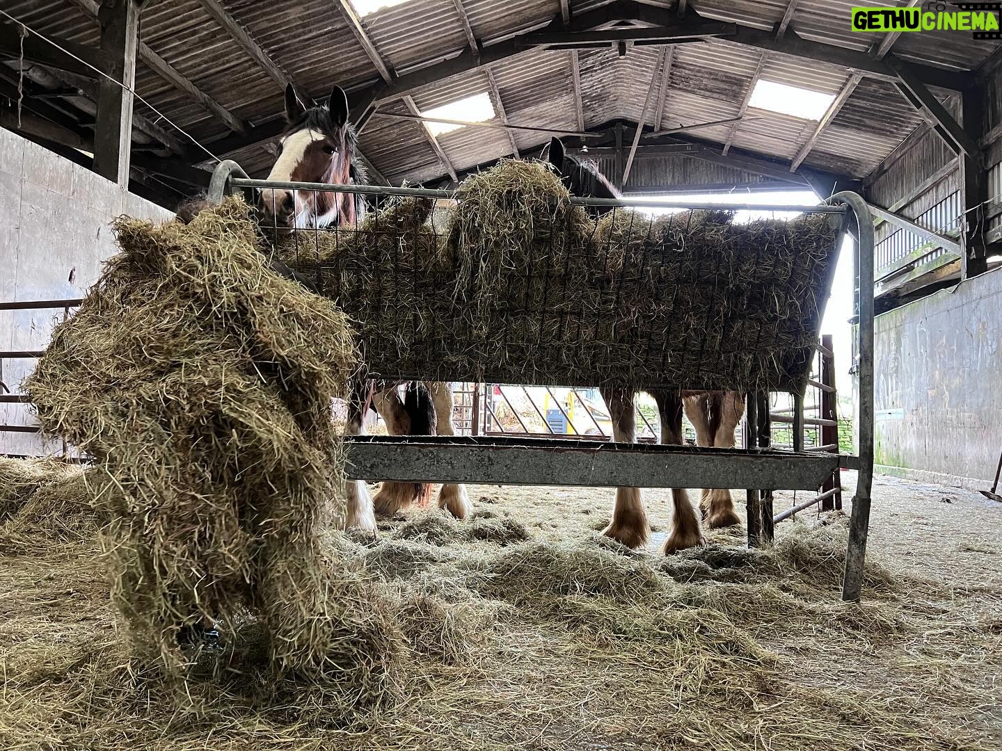 Amanda Owen Instagram - Haytime playtime. 🐴 🌾 #hay #horses #heavyhorses #feedingtime #yorkshire #shepherdess #farm