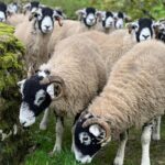 Amanda Owen Instagram - There’s plenty to do whatever the weather ☀️ 🌧️ & there’s never a shortage of willing helpers.👫👭👫👭 All equipped with enthusiasm & smiles. 😊 #yorkshire #shepherdess #outdoors #farm #children #sheep #saletime #autumn