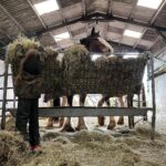 Amanda Owen Instagram - Haytime playtime. 🐴 🌾 #hay #horses #heavyhorses #feedingtime #yorkshire #shepherdess #farm