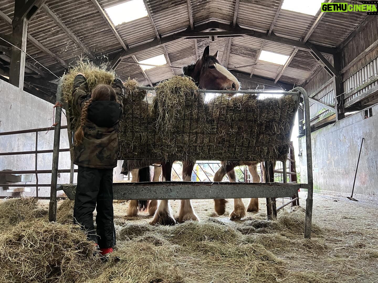 Amanda Owen Instagram - Haytime playtime. 🐴 🌾 #hay #horses #heavyhorses #feedingtime #yorkshire #shepherdess #farm