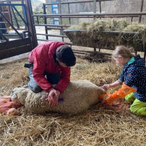 Amanda Owen Instagram - Trials and tribulations. 🐑🐑🐑🐑🐑🐑🐑🐑🐑🐑🐑🐑🐑🐑 #yorkshire #shepherdess