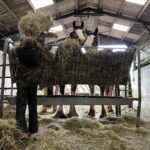 Amanda Owen Instagram - Haytime playtime. 🐴 🌾 #hay #horses #heavyhorses #feedingtime #yorkshire #shepherdess #farm