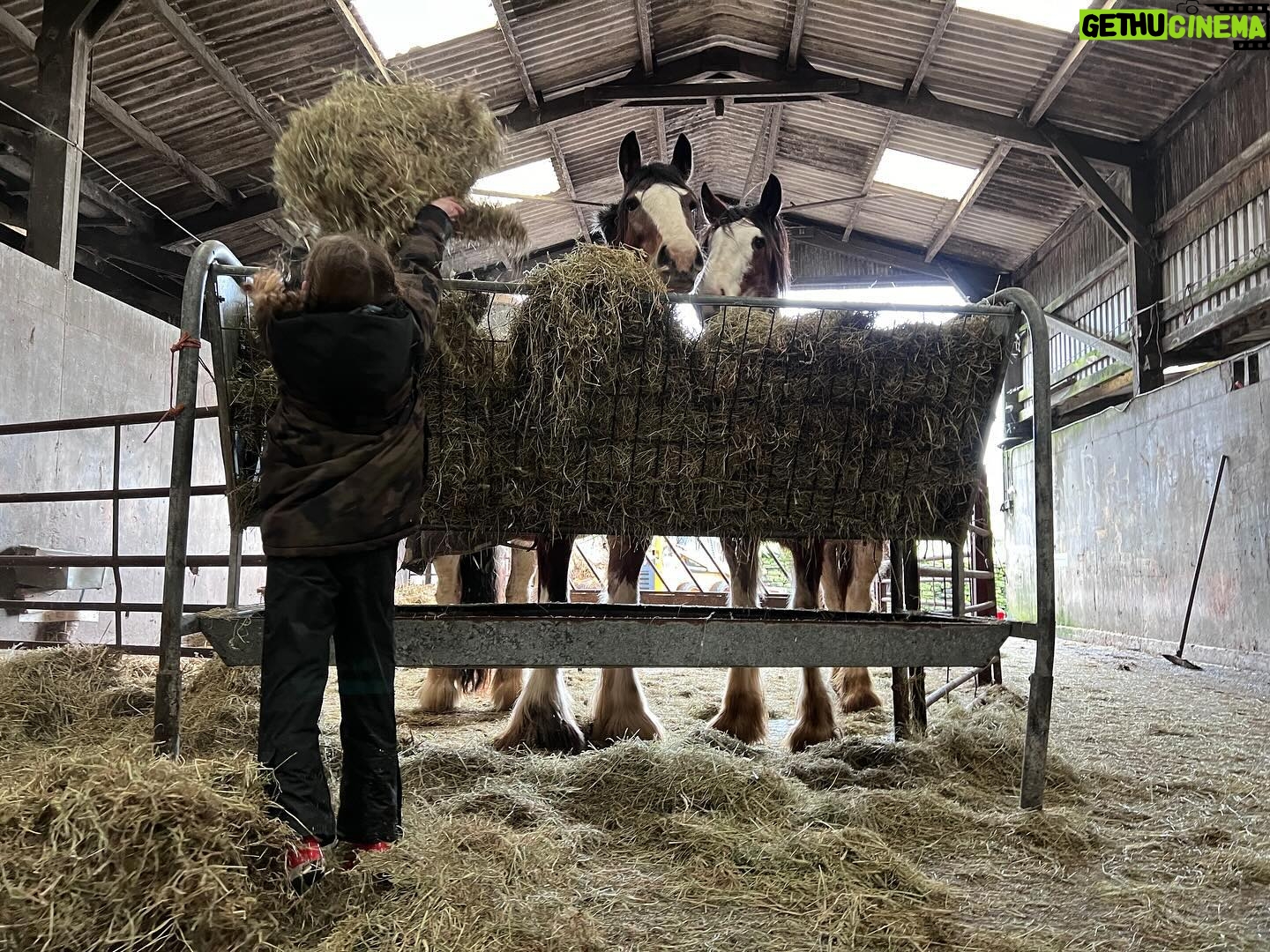 Amanda Owen Instagram - Haytime playtime. 🐴 🌾 #hay #horses #heavyhorses #feedingtime #yorkshire #shepherdess #farm
