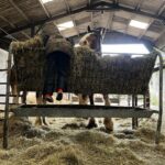 Amanda Owen Instagram - Haytime playtime. 🐴 🌾 #hay #horses #heavyhorses #feedingtime #yorkshire #shepherdess #farm