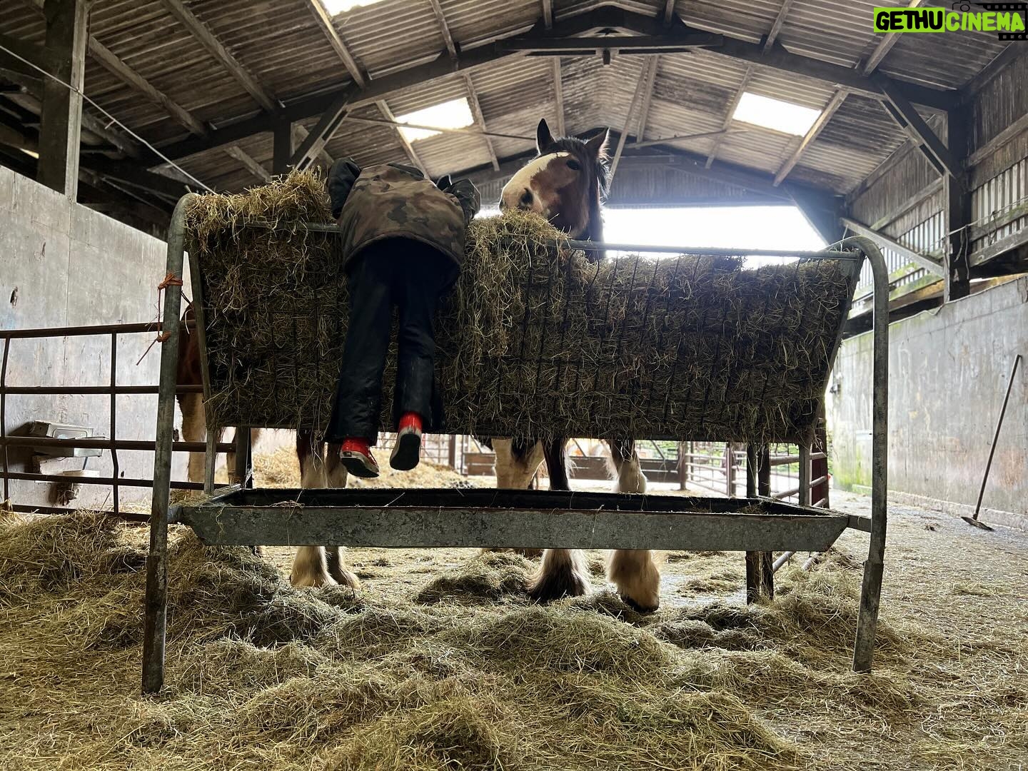 Amanda Owen Instagram - Haytime playtime. 🐴 🌾 #hay #horses #heavyhorses #feedingtime #yorkshire #shepherdess #farm