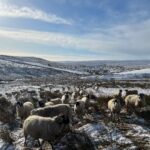 Amanda Owen Instagram - Ah, the sheep are all fine and dandy today and far happier with a sprinkling of snow than yesterdays deluge. One or two are possibly rather cleaner after their unscheduled soaking. 🌊❄️❄️🐑🐑 Thank you for lending us the tracked dumper 🚜 @reubenowen74 ❤️ #yorkshire #shepherdess #snow #sheep #hay #fodder