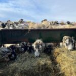 Amanda Owen Instagram - Ah, the sheep are all fine and dandy today and far happier with a sprinkling of snow than yesterdays deluge. One or two are possibly rather cleaner after their unscheduled soaking. 🌊❄️❄️🐑🐑 Thank you for lending us the tracked dumper 🚜 @reubenowen74 ❤️ #yorkshire #shepherdess #snow #sheep #hay #fodder