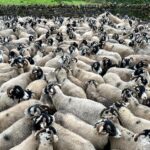 Amanda Owen Instagram - Our woolly jumpers 🐑🐑🐑🐑🐑🐑🐑🐑🐑🐑🐑🐑🐑🐑🐑🐑 nod to Princess Diana’s woolly jumper.🧶👕 #yorkshire #shepherdess #sheep #flock #woolly #jumper #baabaa princessdiana