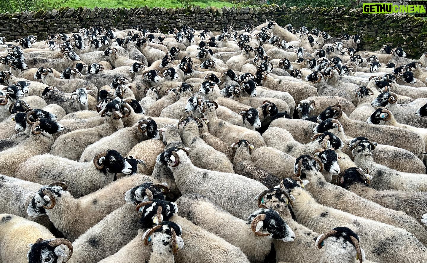 Amanda Owen Instagram - Our woolly jumpers ππππππππππππππππ nod to Princess Dianaβs woolly jumper.π§Άπ #yorkshire #shepherdess #sheep #flock #woolly #jumper #baabaa princessdiana