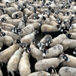 Amanda Owen Instagram - Our woolly jumpers 🐑🐑🐑🐑🐑🐑🐑🐑🐑🐑🐑🐑🐑🐑🐑🐑 nod to Princess Diana’s woolly jumper.🧶👕 #yorkshire #shepherdess #sheep #flock #woolly #jumper #baabaa princessdiana