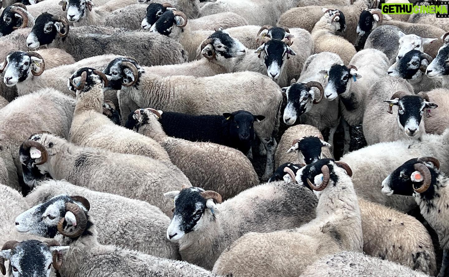 Amanda Owen Instagram - Our woolly jumpers ππππππππππππππππ nod to Princess Dianaβs woolly jumper.π§Άπ #yorkshire #shepherdess #sheep #flock #woolly #jumper #baabaa princessdiana