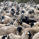 Amanda Owen Instagram - Our woolly jumpers 🐑🐑🐑🐑🐑🐑🐑🐑🐑🐑🐑🐑🐑🐑🐑🐑 nod to Princess Diana’s woolly jumper.🧶👕 #yorkshire #shepherdess #sheep #flock #woolly #jumper #baabaa princessdiana