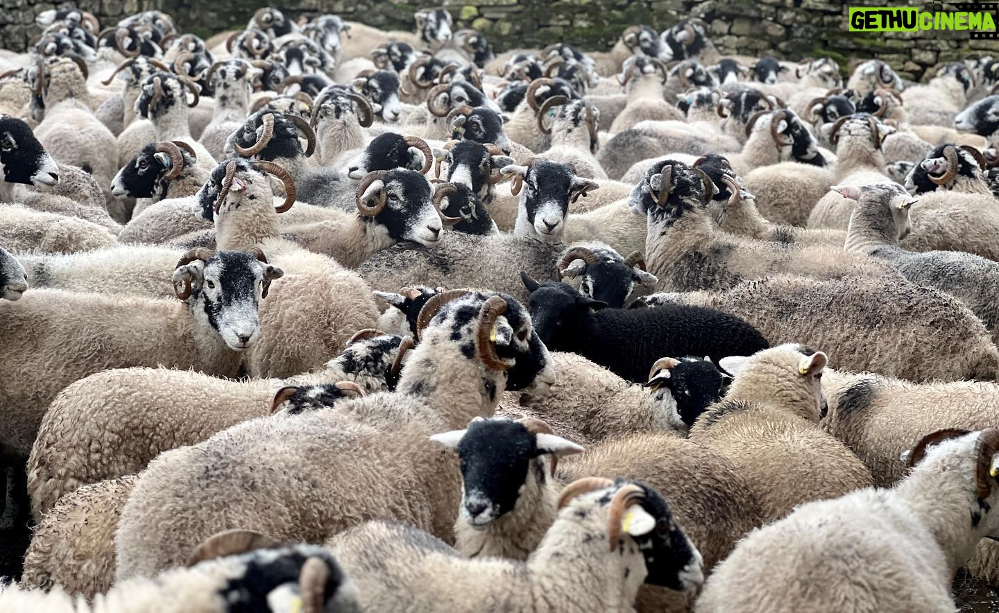 Amanda Owen Instagram - Our woolly jumpers ππππππππππππππππ nod to Princess Dianaβs woolly jumper.π§Άπ #yorkshire #shepherdess #sheep #flock #woolly #jumper #baabaa princessdiana