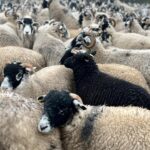 Amanda Owen Instagram - Our woolly jumpers 🐑🐑🐑🐑🐑🐑🐑🐑🐑🐑🐑🐑🐑🐑🐑🐑 nod to Princess Diana’s woolly jumper.🧶👕 #yorkshire #shepherdess #sheep #flock #woolly #jumper #baabaa princessdiana