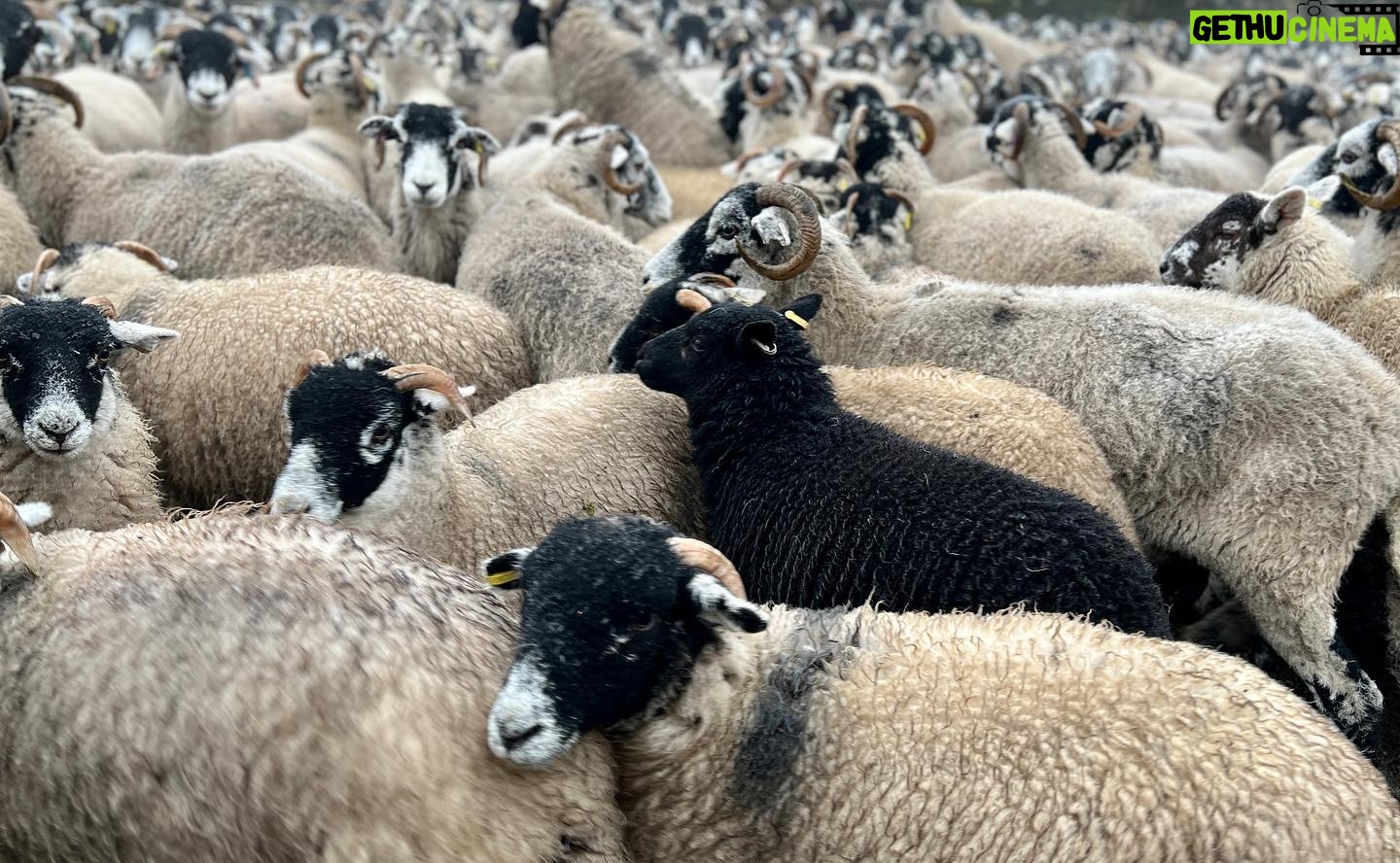 Amanda Owen Instagram - Our woolly jumpers ππππππππππππππππ nod to Princess Dianaβs woolly jumper.π§Άπ #yorkshire #shepherdess #sheep #flock #woolly #jumper #baabaa princessdiana