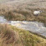 Amanda Owen Instagram - Yesterday was horrendous. Sleet & snow thawing made for serious flooding & dangerous situations whilst trying to fodder the sheep.They stayed on low lying ground as gale force winds blew on tops but this was scary. You do your best but we were lucky that there were no casualties. #yorkshire #shepherdess #farm #flood #thaw #weather