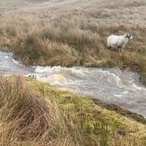 Amanda Owen Instagram - Yesterday was horrendous.
Sleet & snow thawing made for serious flooding & dangerous situations whilst trying to fodder the sheep.They stayed on low lying ground as gale force winds blew on tops but this was scary.
You do your best but we were lucky that there were no casualties.
#yorkshire #shepherdess #farm #flood #thaw #weather