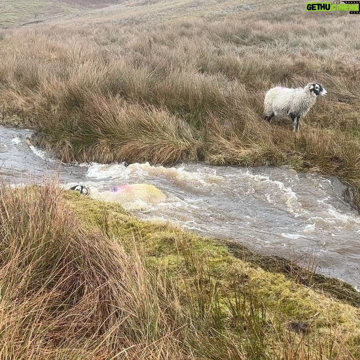 Amanda Owen - 21.9K Likes - Yesterday was horrendous.
Sleet & snow thawing made for serious flooding & dangerous situations whilst trying to fodder the sheep.They stayed on low lying ground as gale force winds blew on tops but this was scary.
You do your best but we were lucky that there were no casualties.
#yorkshire #shepherdess #farm #flood #thaw #weather